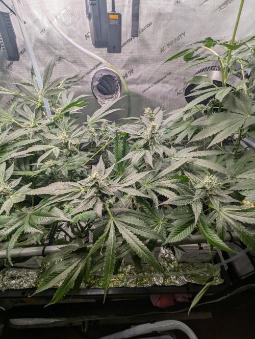 Barney's Angels. Week 12 - 31/05/26 D090 Bruce Banner