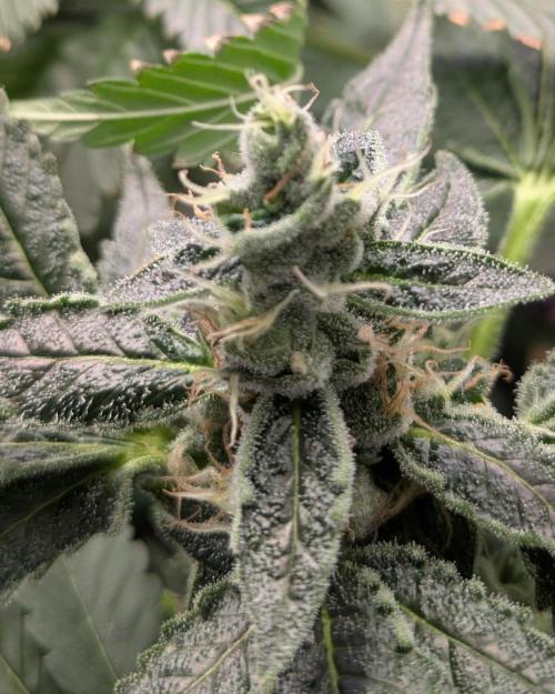 GoldenWeedGrower