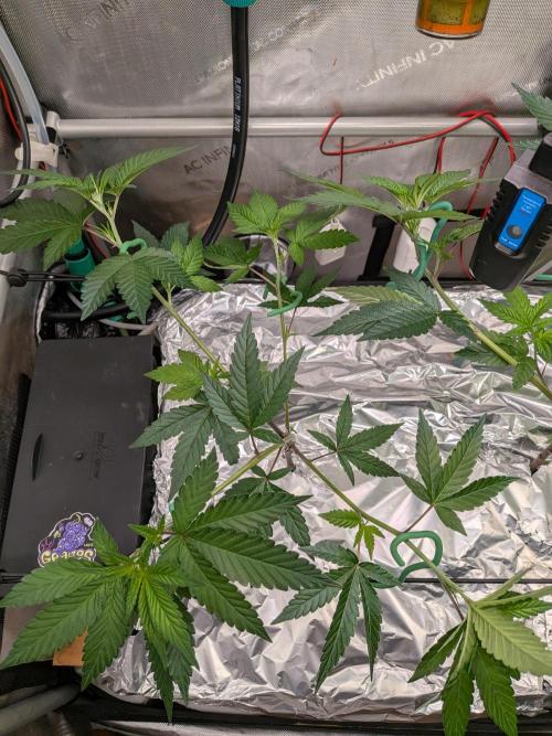 AngelsClones. Week 3 - Clones from BB