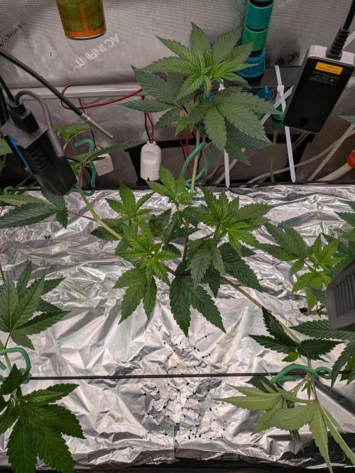 AngelsClones. Week 3 - Clones from BB