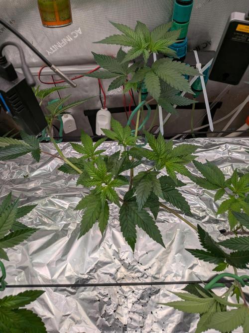 AngelsClones. Week 3 - Clones from BB