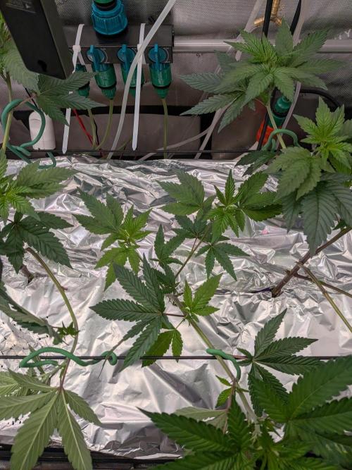 AngelsClones. Week 3 - Clones from BB