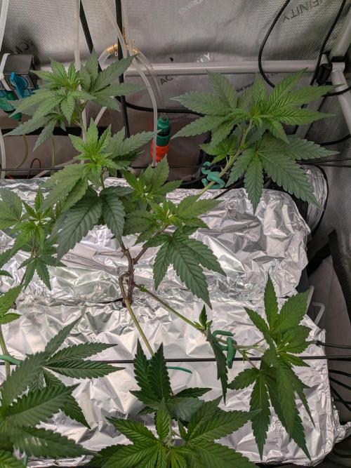 AngelsClones. Week 3 - Clones from BB