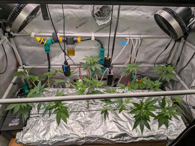 Bruce Banner. Week 3