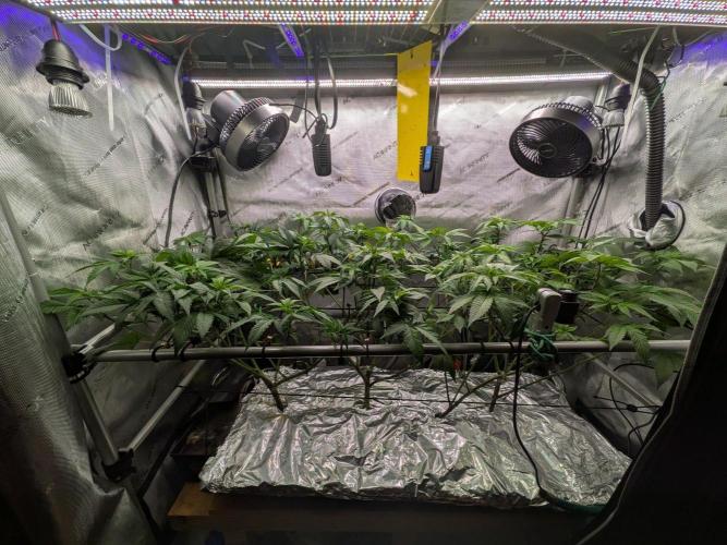 Bruce Banner. Week 7