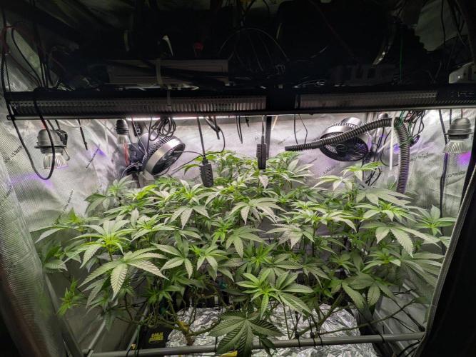Bruce Banner. Week 9