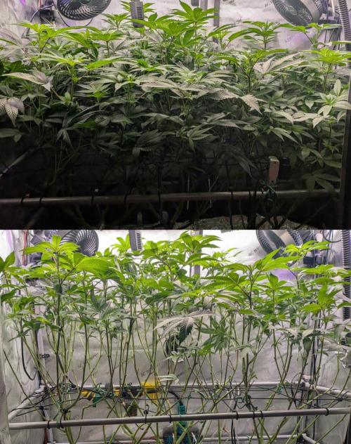 Bruce Banner. Week 9