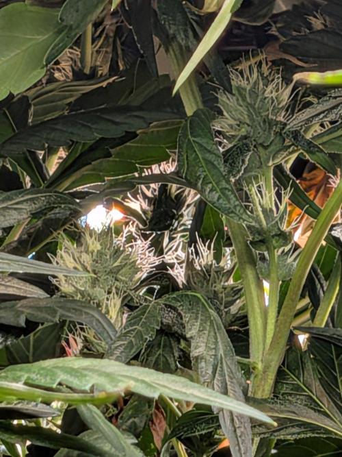 Bruce Banner. Week 12