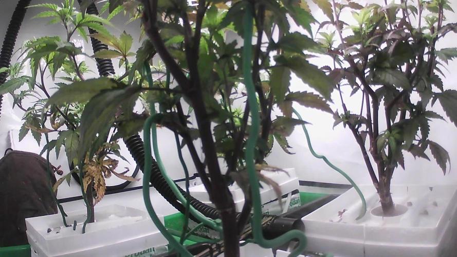 Bruce Banner. Week 4