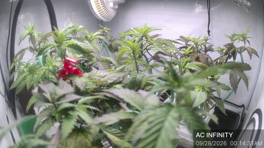 Bruce Banner. Week 4