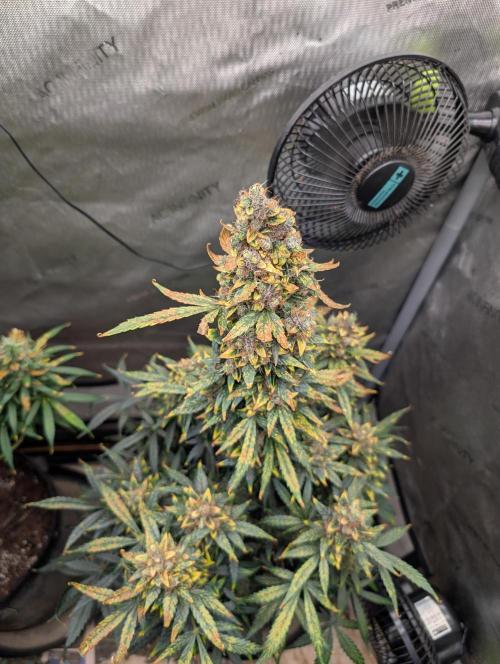 Island Ape Sisters. Week 11 - D90 Harvest