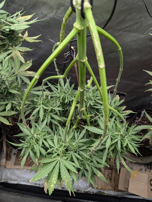 Island Ape Sisters. Week 11 - D90 Harvest