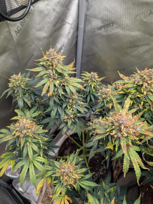 Island Ape Sisters. Week 11 - D90 Harvest