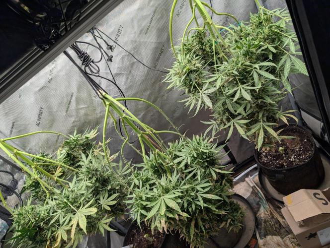 Island Ape Sisters. Week 11 - D90 Harvest