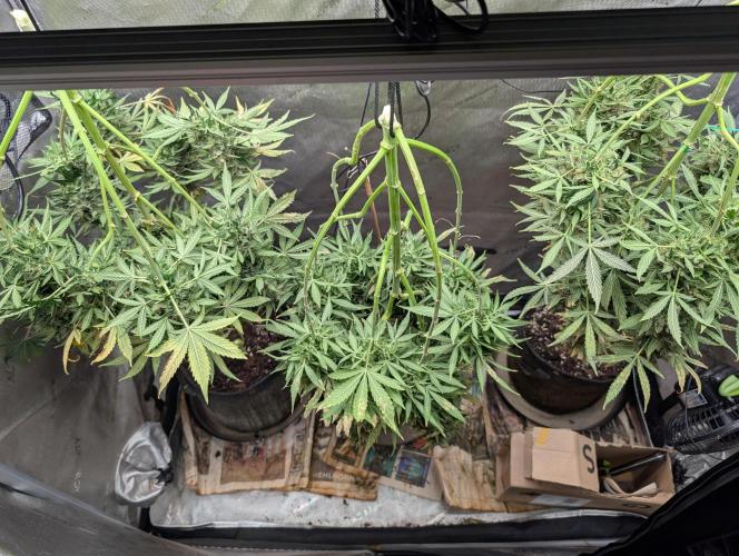 Island Ape Sisters. Week 11 - D90 Harvest