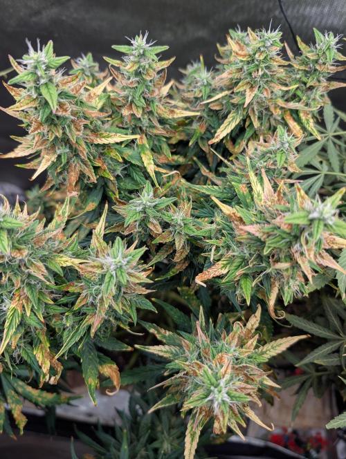 Island Ape Sisters. Week 11 - D90 Harvest