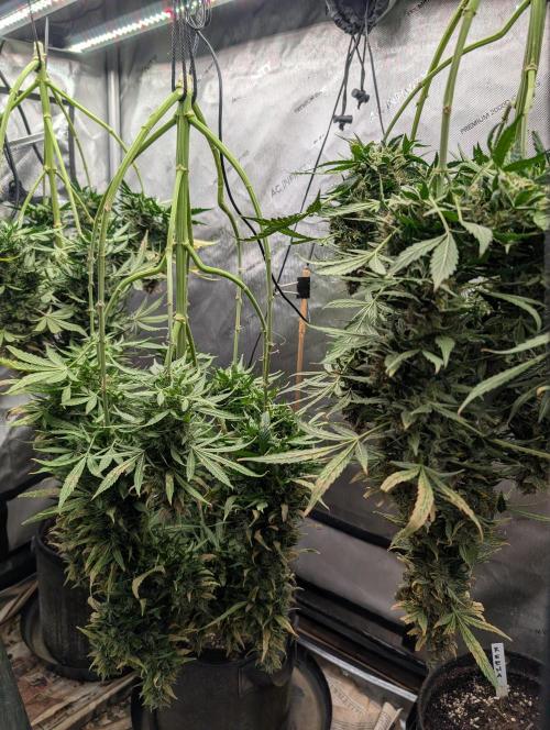 Island Ape Sisters. Week 11 - D90 Harvest