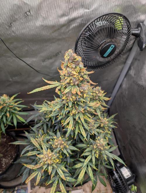 Island Ape Sisters. Week 11 - D90 Harvest