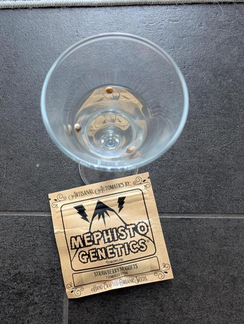 Burgundy Strawberries 🍓🇫🇷. Week 0 - Shot glass 'til it sinks...