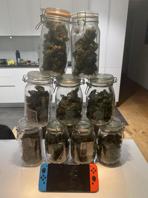 Island Ape Sisters. Week 11 - Not bad for 3 plants