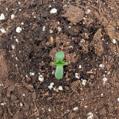 Burgundy Strawberries 🍓🇫🇷. Week 0 - D1 = Jan 9