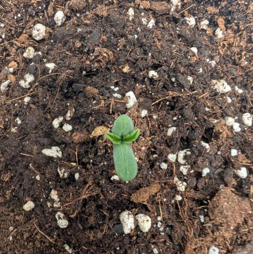 Burgundy Strawberries 🍓🇫🇷. Week 0 - D1 = Jan 9