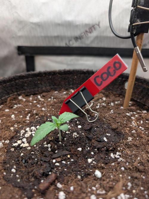 Burgundy_Strawberries🍓🇫🇷. Week 1 - ♥️ D5 12Jan