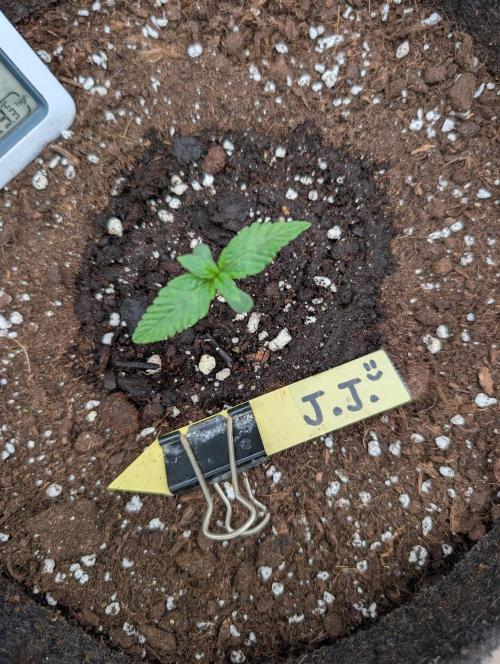 Burgundy_Strawberries🍓🇫🇷. Week 1 - 💛 D5 12Jan