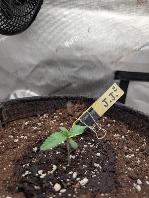 Burgundy_Strawberries🍓🇫🇷. Week 1 - 💛 D5 12Jan