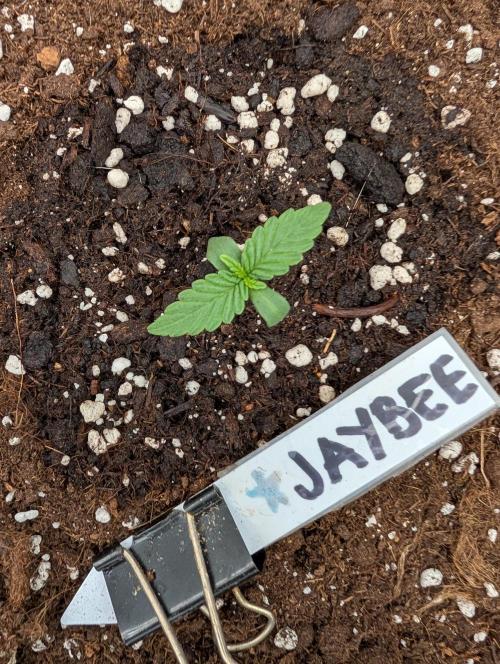 Burgundy_Strawberries🍓🇫🇷. Week 1 - 💚 D5 12Jan