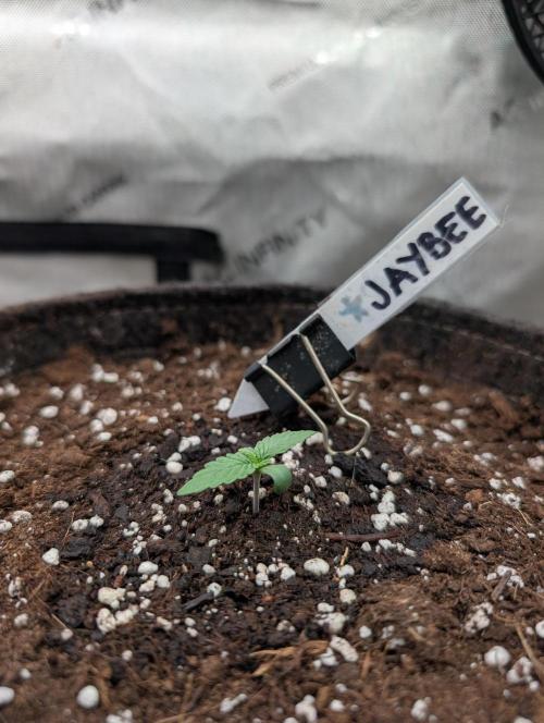 Burgundy_Strawberries🍓🇫🇷. Week 1 - 💚 D5 12Jan