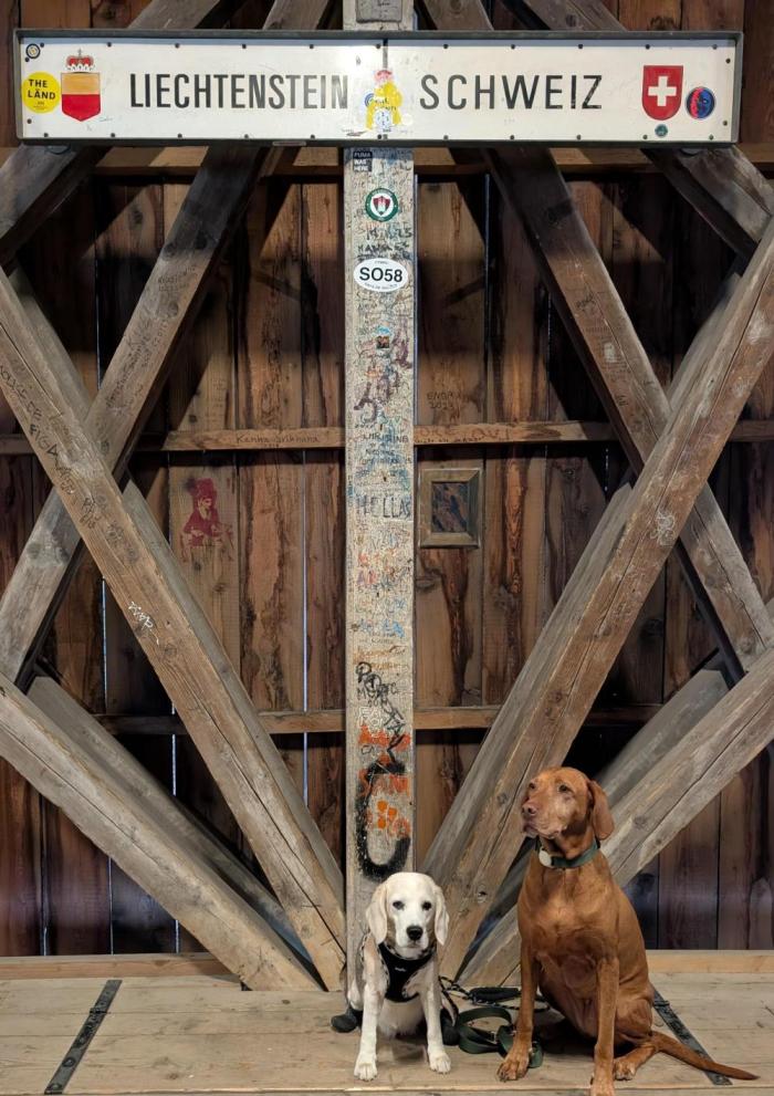 Beagles and Leaves. Week 24