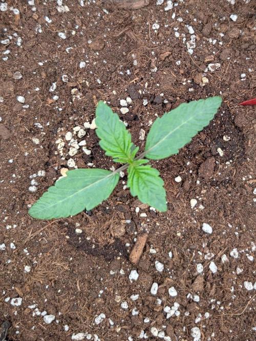 Burgundy_Strawberries🍓🇫🇷. Week 1 - ♥️ D7 15Jan