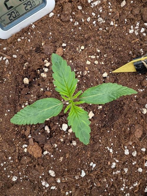 Burgundy_Strawberries🍓🇫🇷. Week 1 - 💛 D7 15Jan