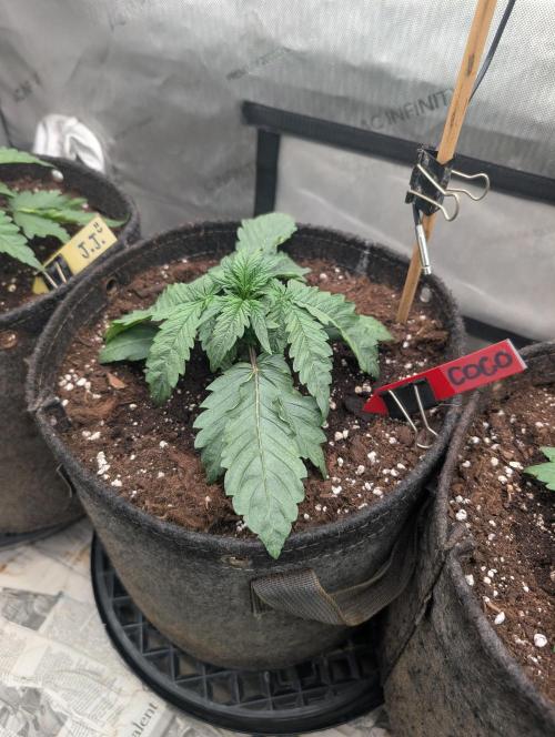 Burgundy_Strawberries🍓🇫🇷. Week 2 - ♥️