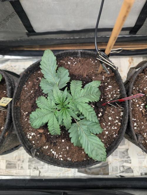 Burgundy_Strawberries🍓🇫🇷. Week 2 - ♥️