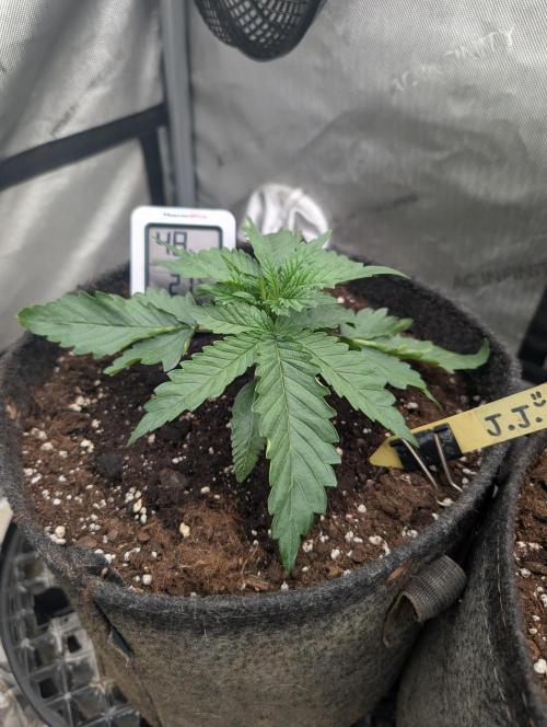 Burgundy_Strawberries🍓🇫🇷. Week 2 - 💛