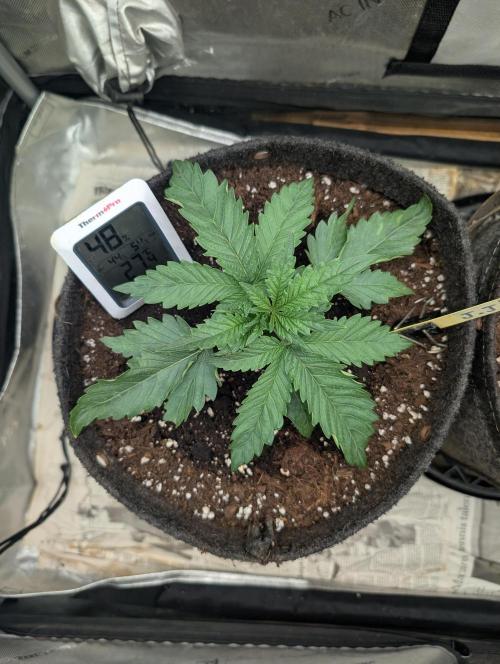 Burgundy_Strawberries🍓🇫🇷. Week 2 - 💛