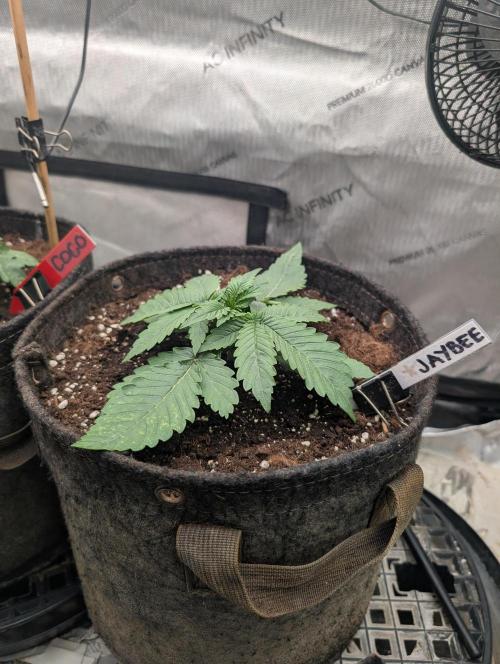 Burgundy_Strawberries🍓🇫🇷. Week 2 - 💚