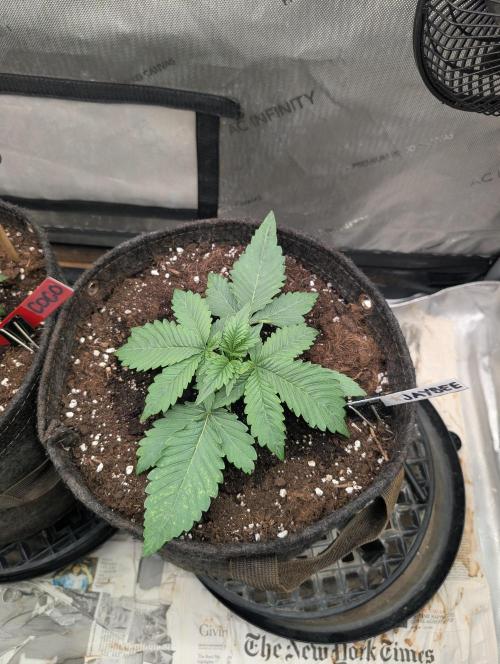 Burgundy_Strawberries🍓🇫🇷. Week 2 - 💚