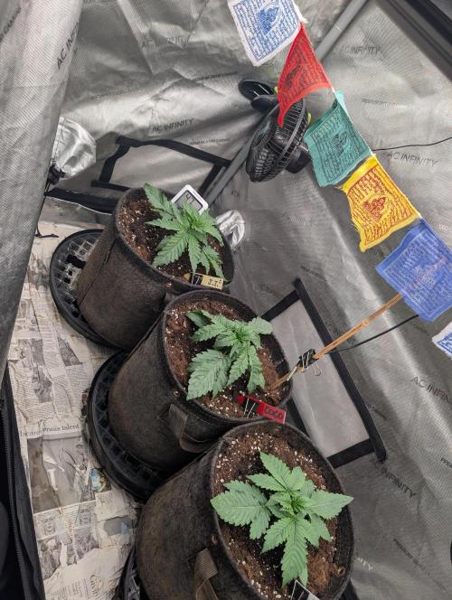 Burgundy_Strawberries🍓🇫🇷. Week 2 - ♥️💛💚