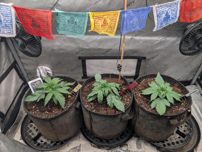 Burgundy_Strawberries🍓🇫🇷. Week 2 - ♥️💛💚