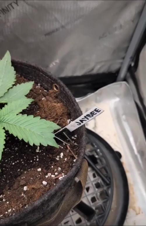 Burgundy_Strawberries🍓🇫🇷