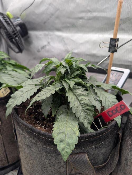 Burgundy_Strawberries🍓🇫🇷. Week 3 - ♥️