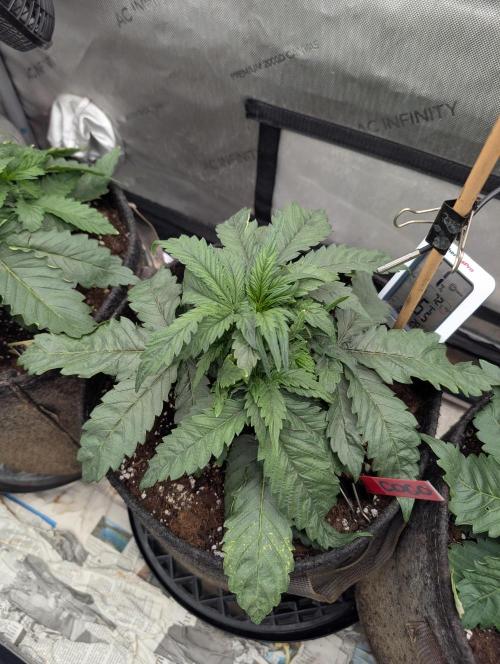 Burgundy_Strawberries🍓🇫🇷. Week 3 - ♥️