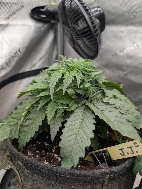 Burgundy_Strawberries🍓🇫🇷. Week 3 - 💛