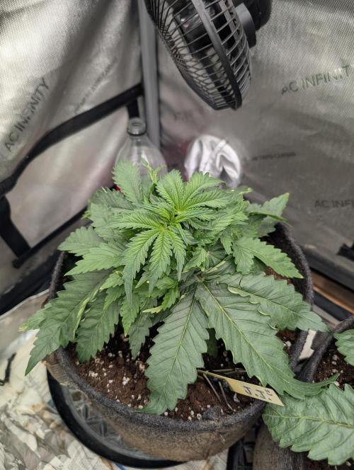 Burgundy_Strawberries🍓🇫🇷. Week 3 - 💛