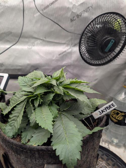 Burgundy_Strawberries🍓🇫🇷. Week 3 - 💚