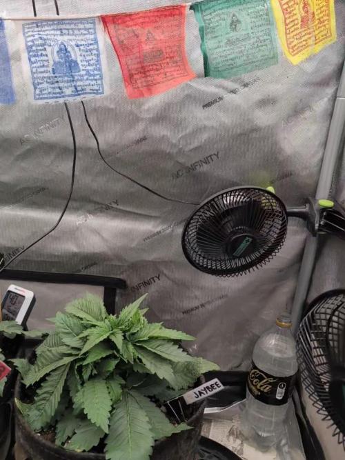 Burgundy_Strawberries🍓🇫🇷