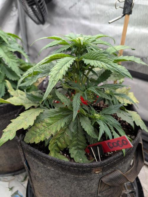 Burgundy_Strawberries🍓🇫🇷. Week 4 - ♥️